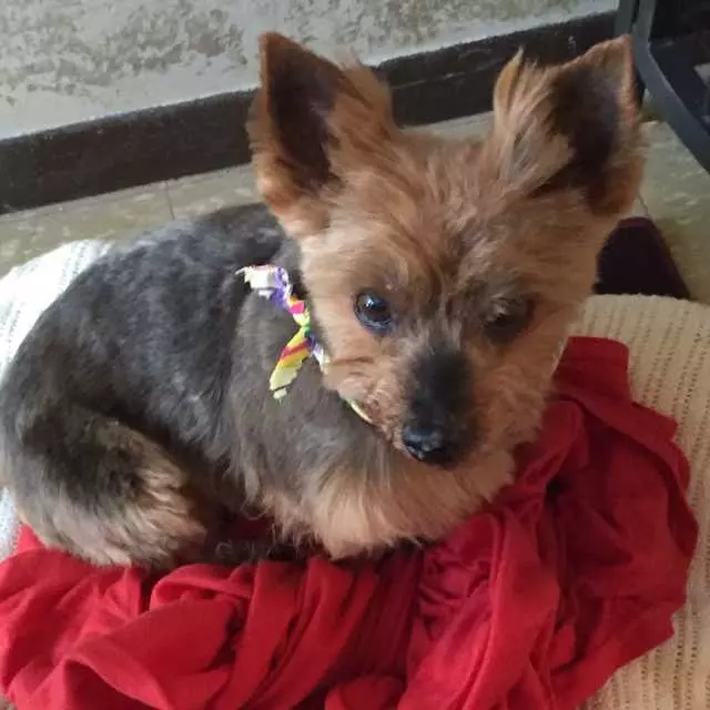 Amherst Pet Grooming