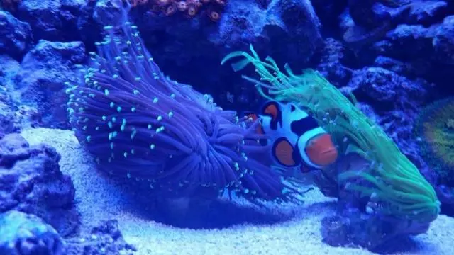 A Reef Creation