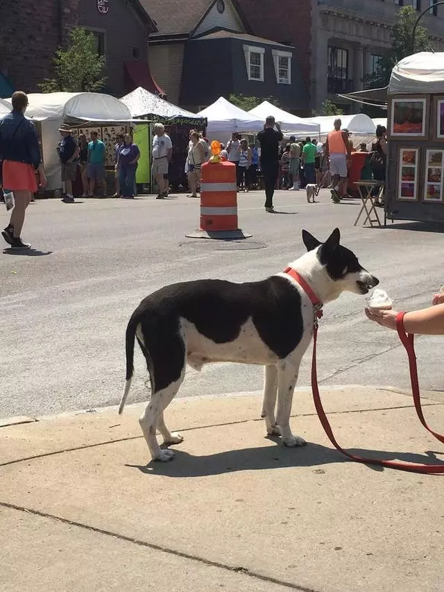 Allentown Art Festival