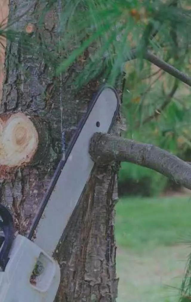 Buffalo Tree Service