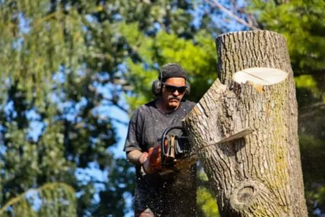 Buffalo Tree Service