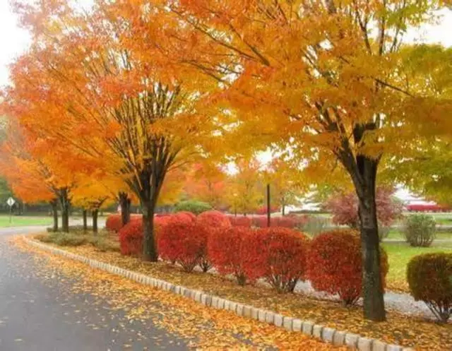 Amherst landscaping
