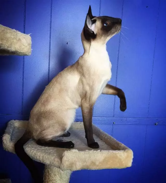 Kokiri Cattery