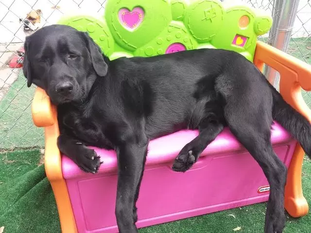 A Joyful Dog