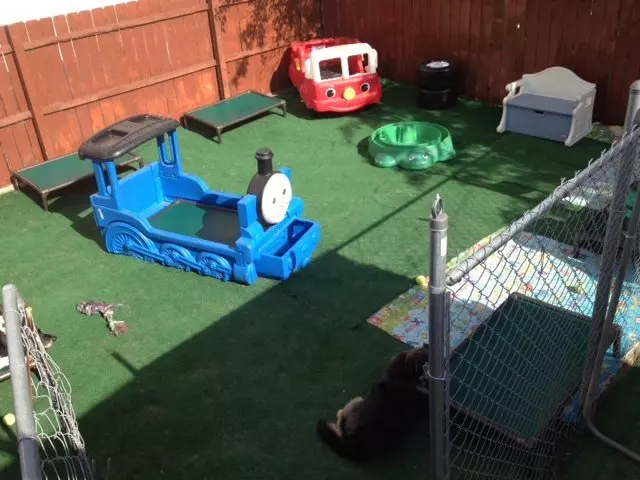 A Joyful Dog