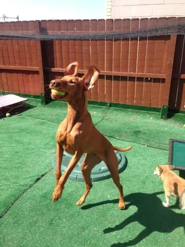 A Joyful Dog