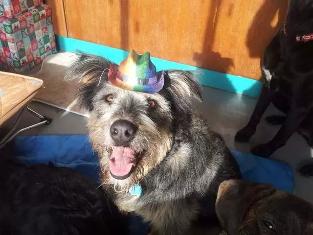 A Joyful Dog