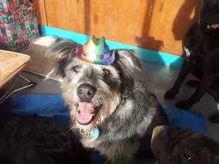 A Joyful Dog