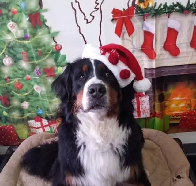 A Joyful Dog