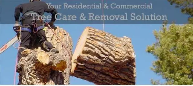 Action Tree Care