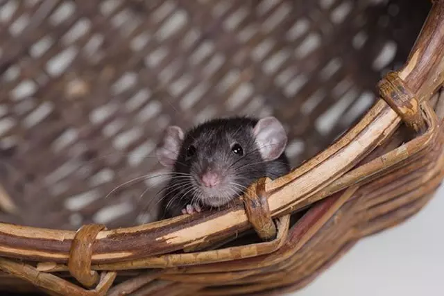 America’s Integrity Pest Services