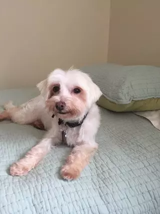 pixie mamas rescue