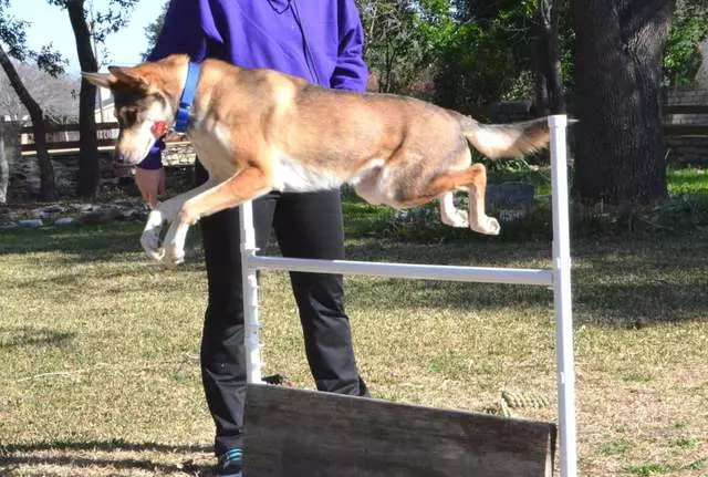 All Positive Dog Training, LLC