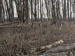 Wilkeson Pointe Park