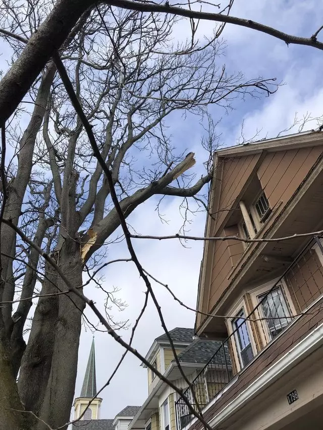 KD Lawn Care and Tree Service
